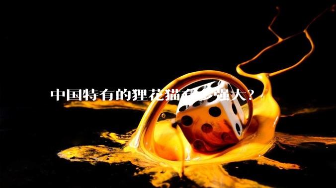 中国特有的狸花猫有多强大？