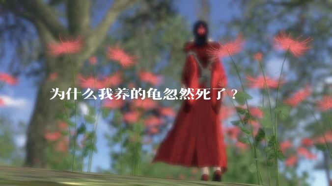 为什么我养的龟忽然死了?